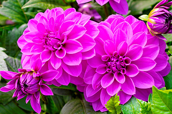 Blooming dahlias, summer, pink, flower, blooming, garden, beautiful, dahlia HD wallpaper