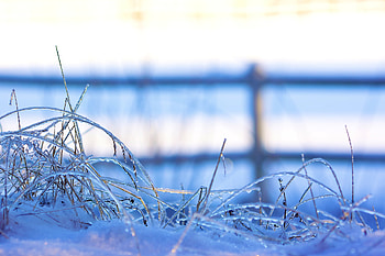 Winter, Grass, Snow, Macro, Hoarfrost, Frost, Frozen HD wallpaper