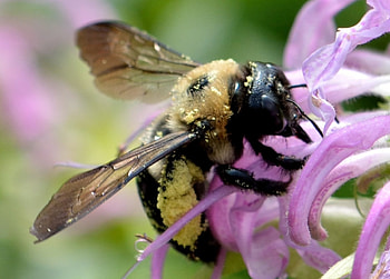 Busy Carpenter Bee, bee pollinating flower, bee, busy little bee, carpenter bee, busy bee HD wallpaper
