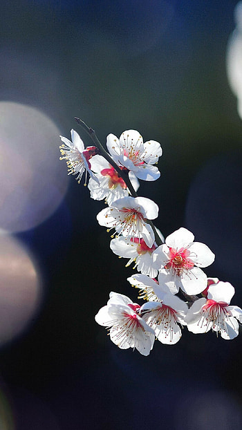 Floral beauty, Nature's colors, Spring blooms, Mobile HD phone wallpaper