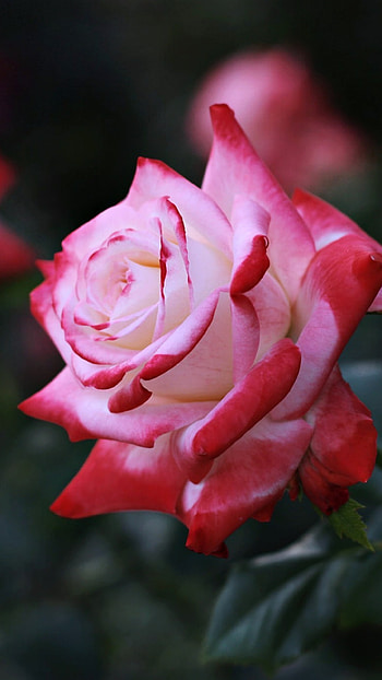 flower, nature, rose HD phone wallpaper