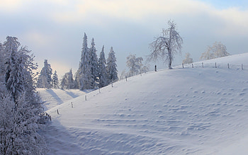 Landscape, Winter, Trees HD wallpaper