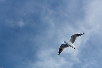 Animals, Sky, Flight, Seagull, Gull, Wings HD wallpaper