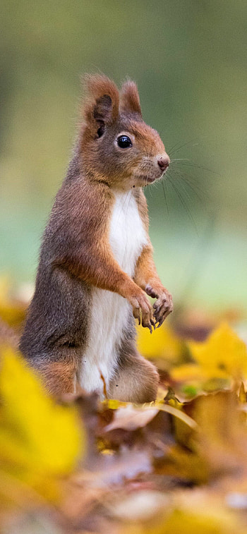 Squirrel for XS Max, Super Retina , Nature's brilliance, Vibrant visuals HD phone wallpaper