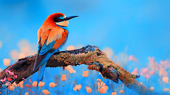 Rainbow Bee Eater, bee-eater, colorful, birds HD wallpaper
