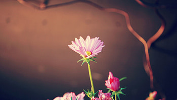 Leaves, Flower, Macro, Glare, Shine, Light, Tape, Tenderness HD wallpaper