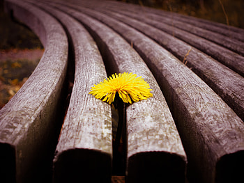 Flower, Macro, Planks, Board, Dandelion HD wallpaper