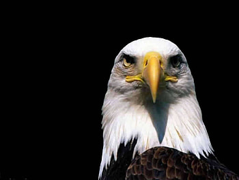 Eagle, animal, black, wildlife HD wallpaper