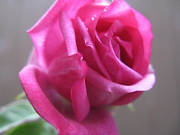 Rose, pink, nature, flower HD wallpaper