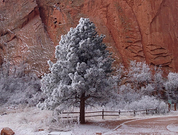 Crag Trees, winter, Trees, fence, road, nature, Crag HD wallpaper