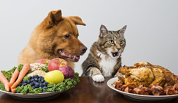 OMG Let's eat!, dog, animal, situation, cat, food, pisica, couple, funny, caine HD wallpaper
