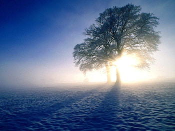 winter sun, winter, nature, sun, snow HD wallpaper