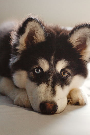 Adorable Siberian Husky puppy with heterochromia gazing lovingly, ideal for pet enthusiasts. HD phone wallpaper