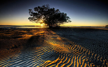 Just A Beginning, sea, texture, ray, sunrise, tree HD wallpaper