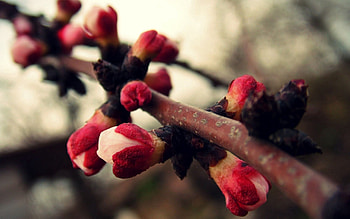 Plant, Macro, Branch, Stem, Stalk HD wallpaper