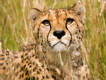 Animals, Cheetah HD wallpaper