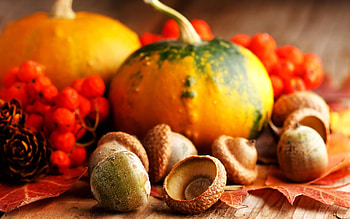 Pumpkin, Acorns HD wallpaper