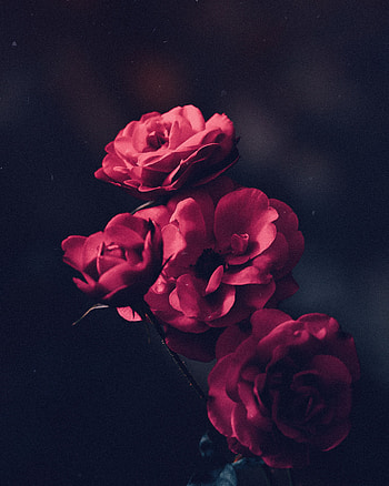 Flowers, Roses, Pink, Bush, Bloom, Flowering, Buds HD phone wallpaper