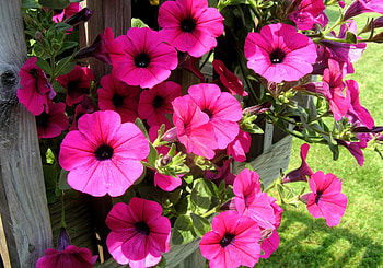 Flowers, Bright, Colorful, Sunny, Petunia HD wallpaper