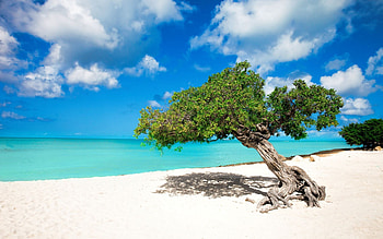 Aruba Island, Coastal scenery, Beachside paradise, Idyllic shores HD wallpaper