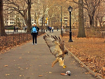 Eagle On Attack, cool, graphy HD wallpaper