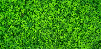Vibrant overhead of fresh green clover leaves, symbolizing luck and nature. HD wallpaper