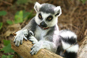 Ring Tailed Lemur, Animals, Duke lemur, Lemur center HD wallpaper