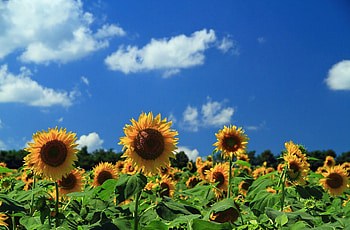 Flowers, Sunflowers, Sky, Clouds, Field HD wallpaper