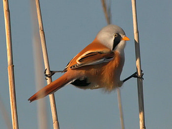Beautiful Bird, cool, beautiful, bird HD wallpaper