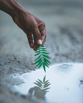 Water, Reflection, Plant, Hand, Miscellanea, Miscellaneous, Sheet, Leaf HD phone wallpaper