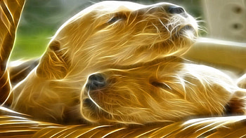 Dogs, dog, animal, white, black, cuddle, livingdoll, sleeping, orange, brown, whiskers, green, yellow, fractal, sleep HD wallpaper