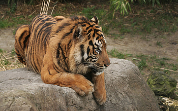 Animals, Rock, To Lie Down, Lie, Predator, Big Cat, Stone, Tiger HD wallpaper