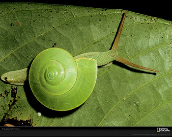 green snail, a snail HD wallpaper