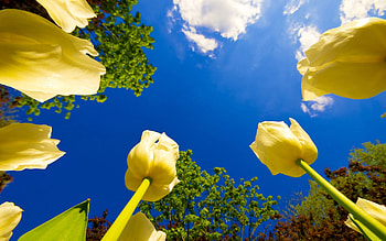 Flowers, Trees, Sky, Tulips, Clouds, Sunny HD wallpaper