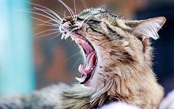 Animals, Cat, Aggression, To Yawn, Yawn HD wallpaper