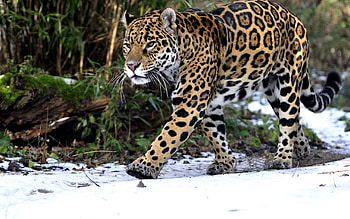 Animals, Leopard, Predator, Stroll HD wallpaper