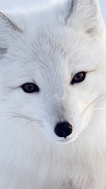 Artistic fox , White animal, Cute pet, Winter HD phone wallpaper