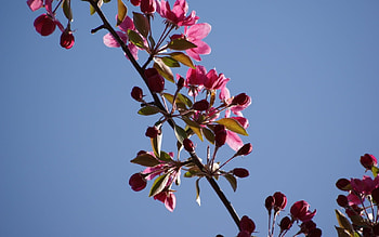 Pink Flowers on Bright Blue Sky, blue, pink, pretty, sky, nature, flowers, spring HD wallpaper