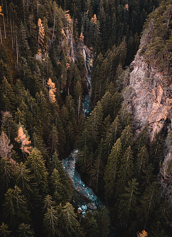 Aerial view, forest, water stream, pine trees, river HD phone wallpaper
