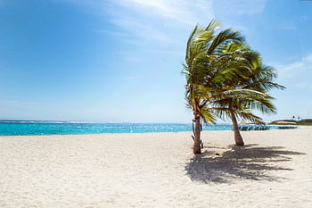 Serene tropical beach scene in La Luisa, Venezuela, featuring palm trees and clear blue waters. HD wallpaper