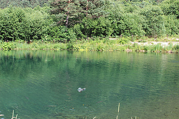 Pond, Green, Landscape, Water, Fish HD wallpaper