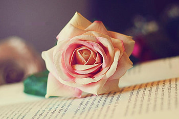 Love_story, rose, pink, book, 3d, flower, love HD wallpaper
