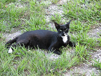 beautiful black cat, instinct, nature, wild, purring HD wallpaper