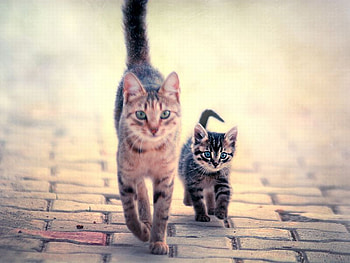 Cat w Kitten, kitten, cat, beautiful HD wallpaper