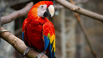Parrot, animal, branch, bird HD wallpaper