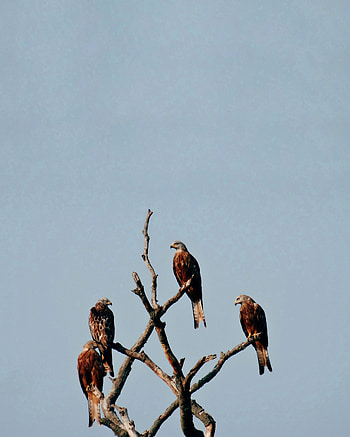 Animals, Birds, Wood, Tree, Predator, Falcon HD phone wallpaper