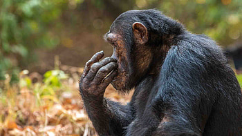 Tanzanian chimpanzee trekking, Safari adventures HD wallpaper