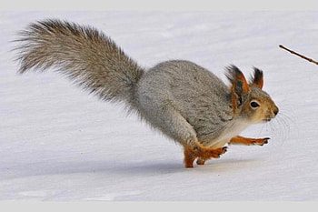 On Front Legs, cool HD wallpaper