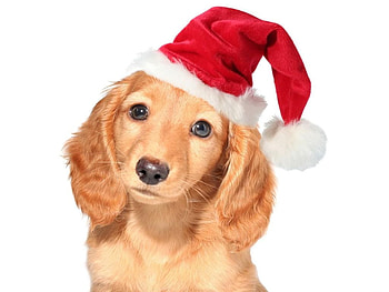 Christmas dog, dog, puppy, holiday, christmas, hat, santa HD wallpaper