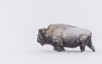 White buffalo beauty, Exquisite white buffalo , Captivating white buffalo backgrounds, Graceful albino bison HD wallpaper